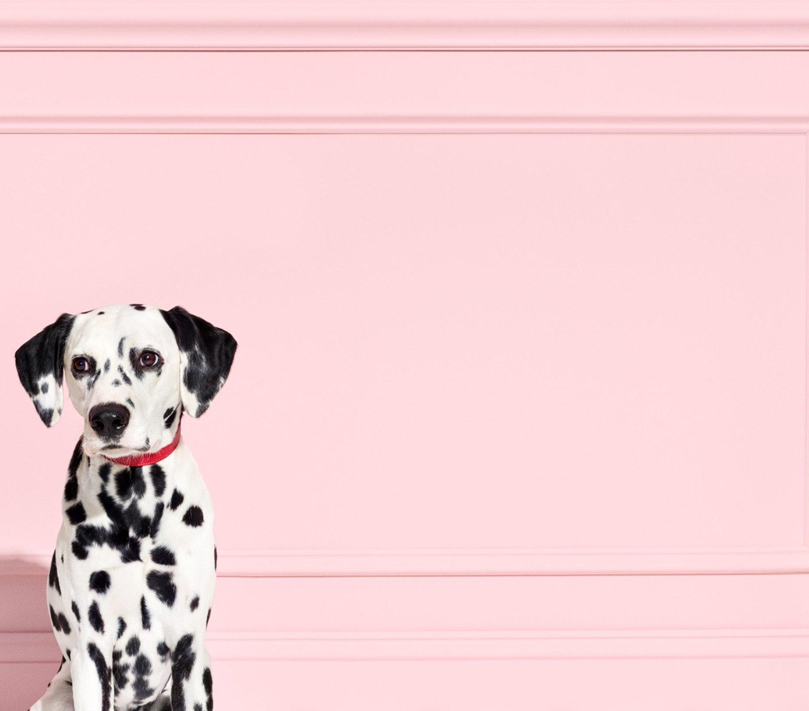 dalmations email sign up