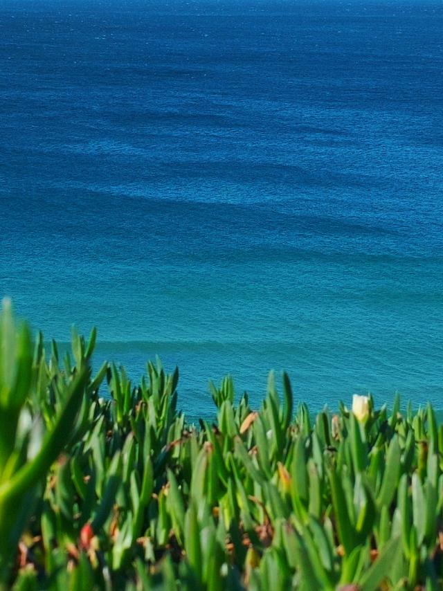 Turquoise ocean water with green coastal plants in the foreground.