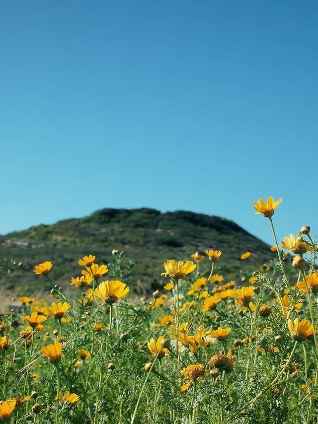 Yellow wildflowers blooming in a field with a green hillside in the distance under a clear sky.